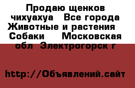 Продаю щенков чихуахуа - Все города Животные и растения » Собаки   . Московская обл.,Электрогорск г.